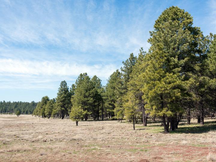 Forest Service  Rd 140, Williams, AZ | 5 Acres Or More. Photo 13 of 32