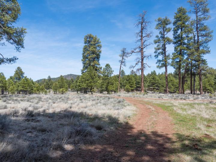 Forest Service  Rd 140, Williams, AZ | 5 Acres Or More. Photo 20 of 32