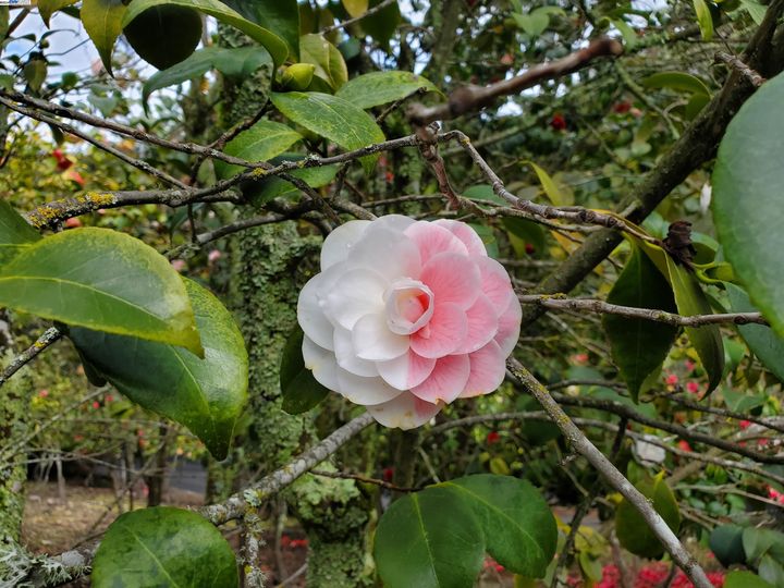 1 Camellia Ln, Lafayette, CA | Happy Valley. Photo 46 of 54