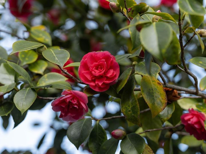 1 Camellia Ln, Lafayette, CA | Happy Valley. Photo 47 of 54