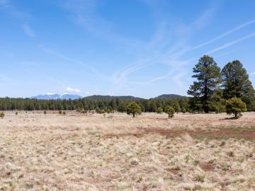 Forest Service  Rd 140, Williams, AZ | 5 Acres Or More. Photo 3 of 32